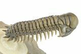 Crotalocephalina Trilobite - Rock Underneath Shell Removed #275333-4